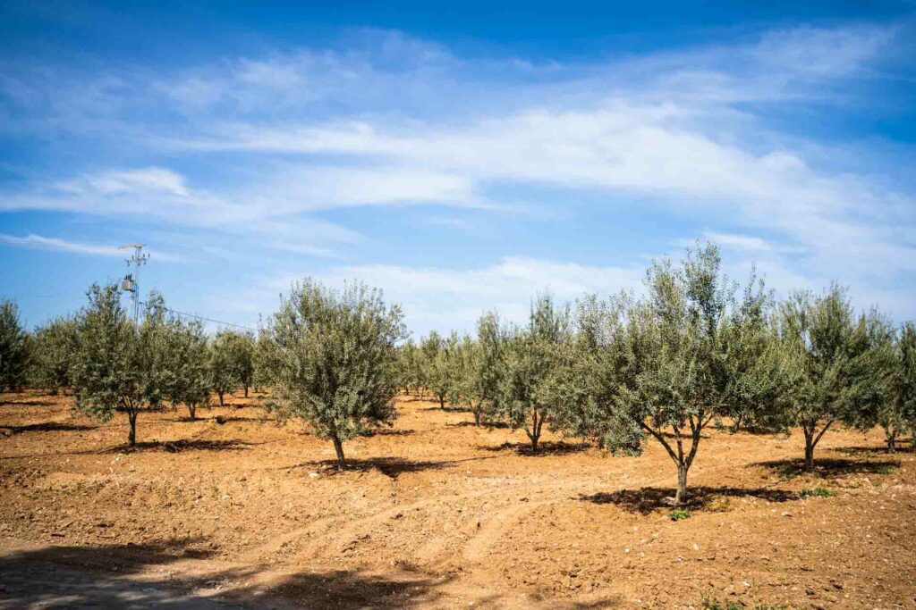 Olive field belonging to one of Lella Kmar cooperative's partner farmers. Credit: Julia Terradot

