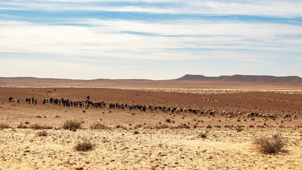 Tribal land for grazing, Dhaher region, Kebili. Photo credits : Ernest Riva
