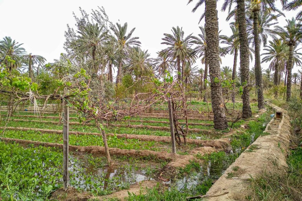 Irrigated plot in the Chenini oasis, Gabes. Photo credits : Ernest Riva